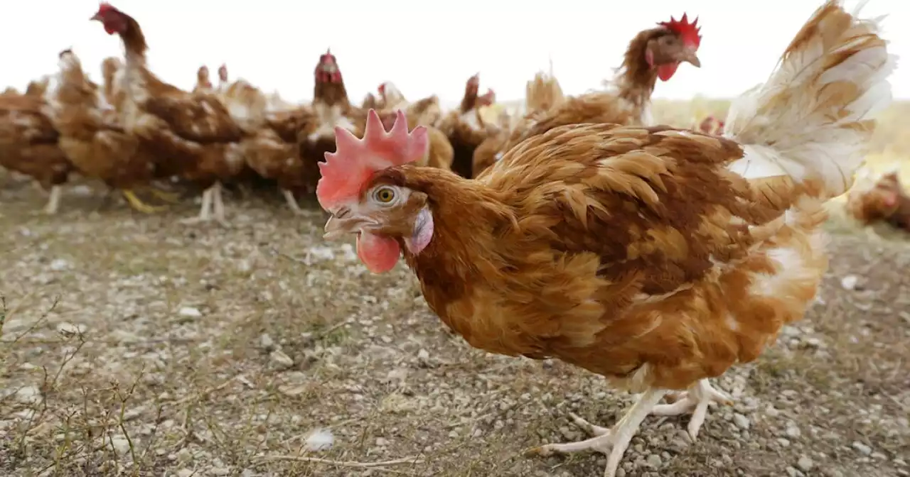 Flock of 570,000 chickens to be killed after coming down with bird flu