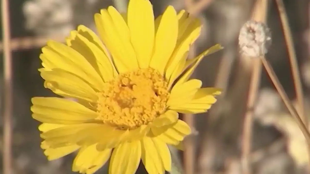 Climate change could extend allergy season by the end of the century, report says