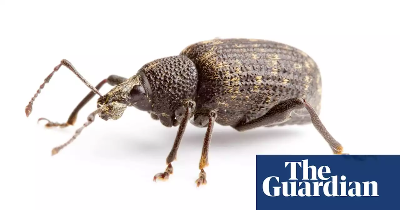 Specieswatch: black vine weevils – a tiny menace to crops and ornamentals