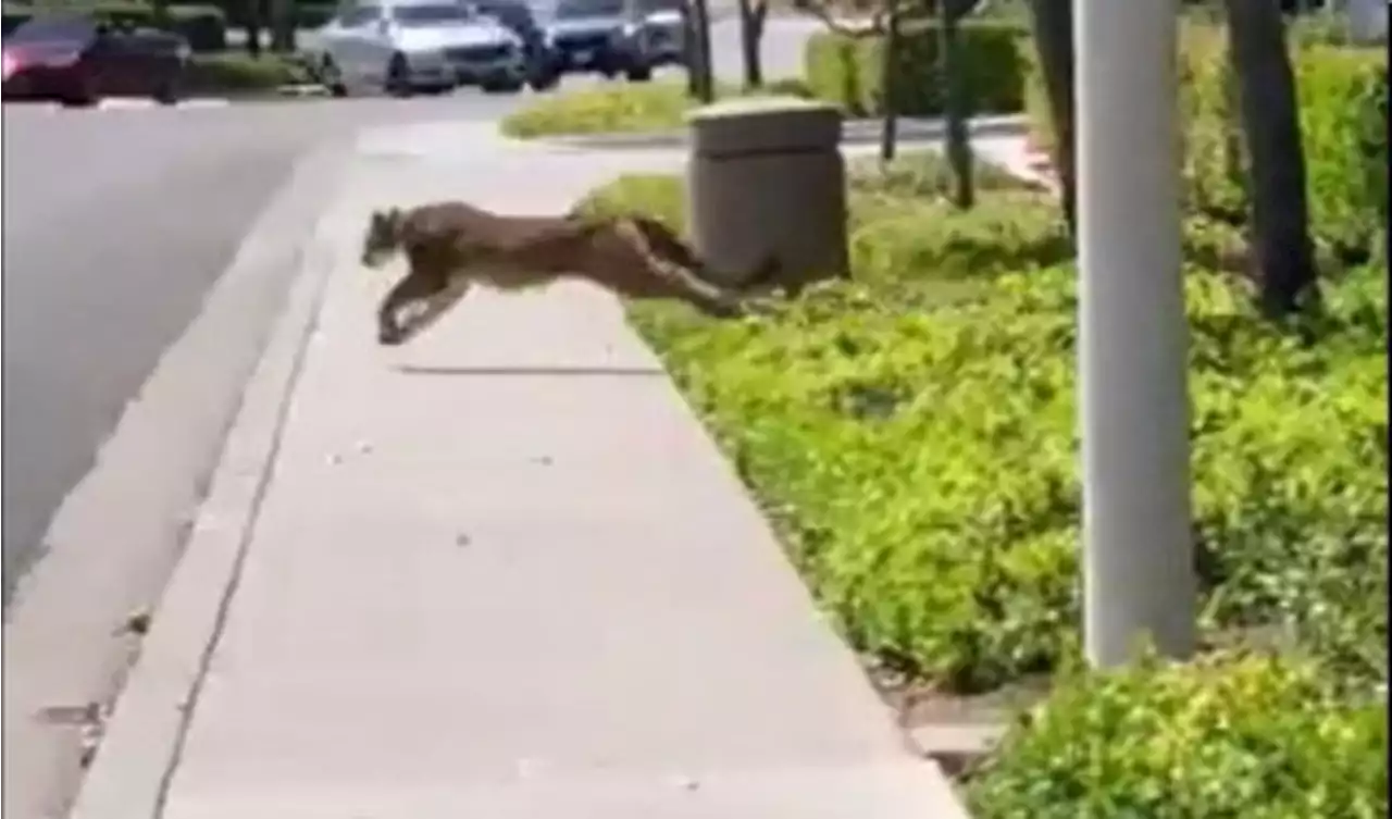 Mountain lion captured inside Irvine building