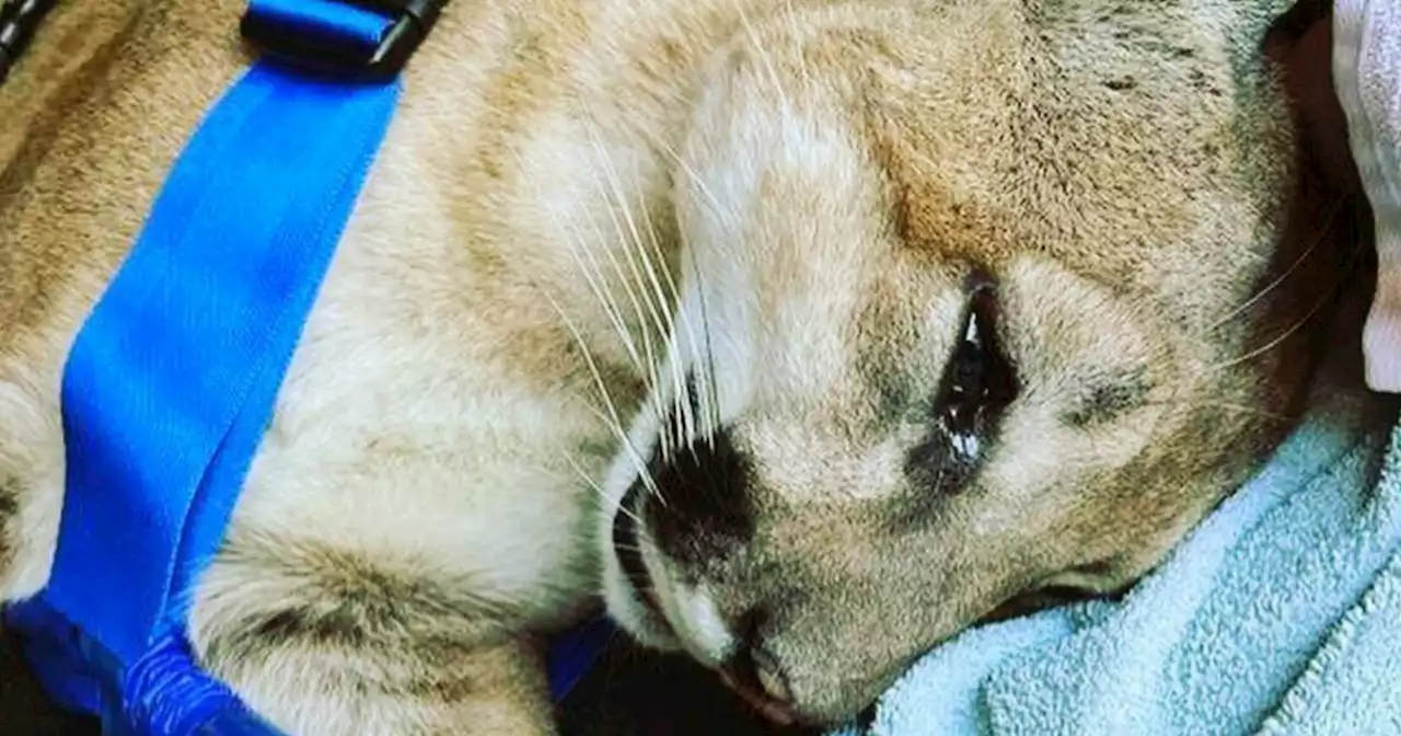 Mountain lion takes wrong turn, ends up inside Irvine office building