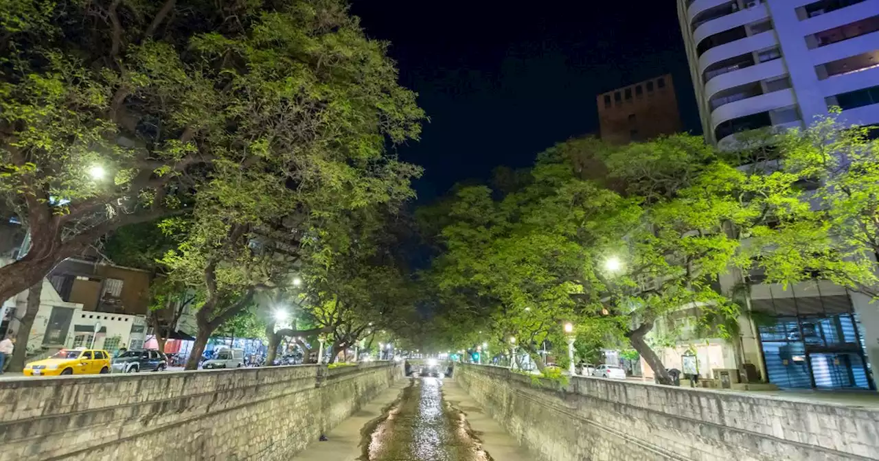 Proponen otro censo: el de árboles urbanos en la ciudad de Córdoba | Ciudadanos | La Voz del Interior