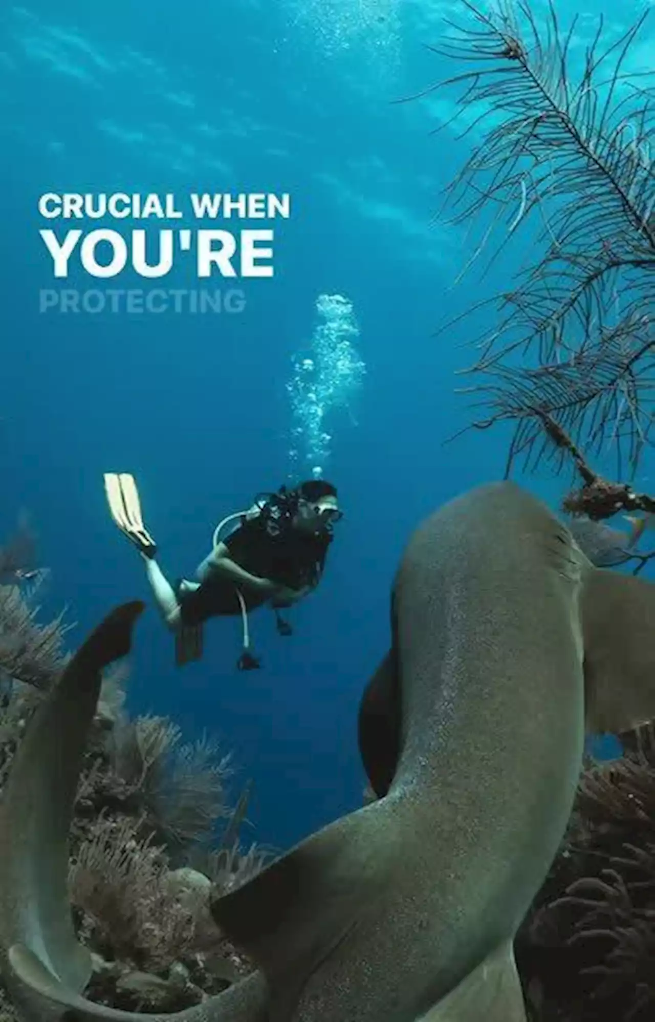 En vidéo, Kate et William nagent avec des requins pendant leur tournée dans les Caraïbes