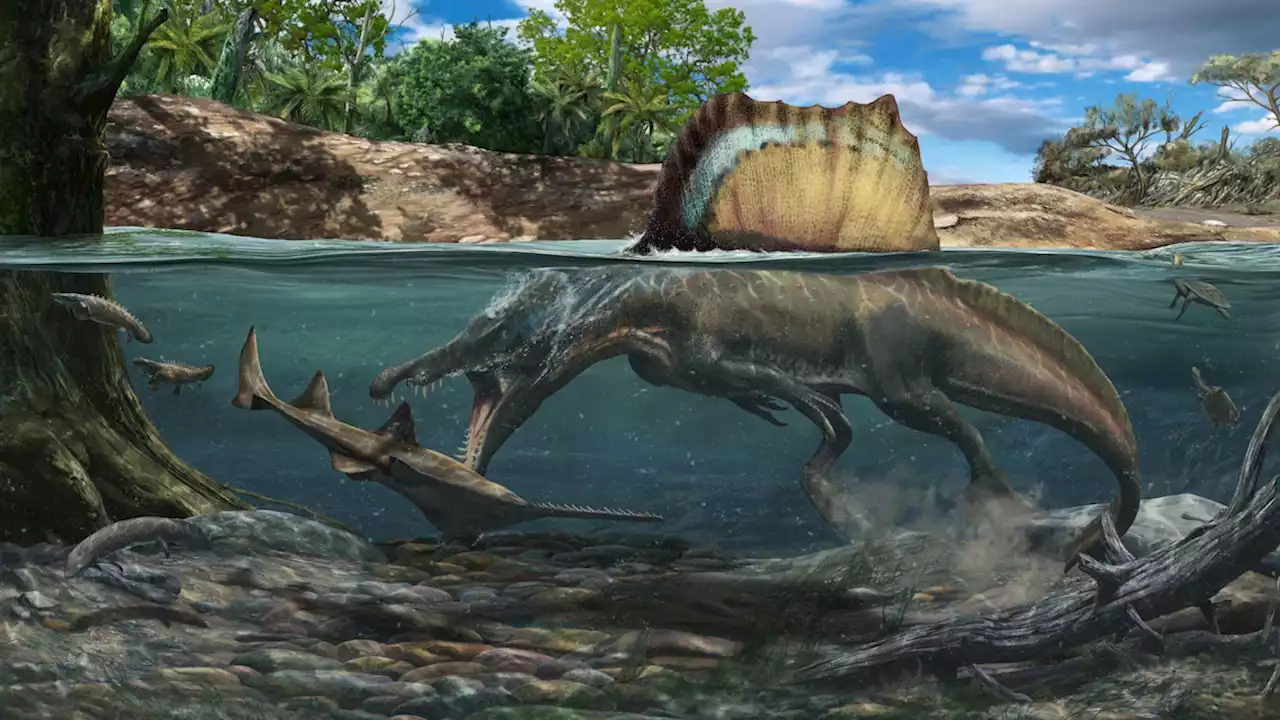 Spinosaurus had penguin-like bones, a sign of hunting underwater