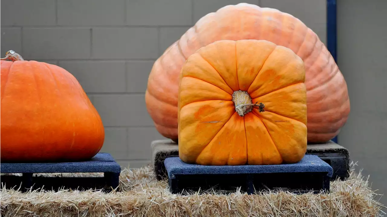 A Famous Pumpkin Fest Bounces Back