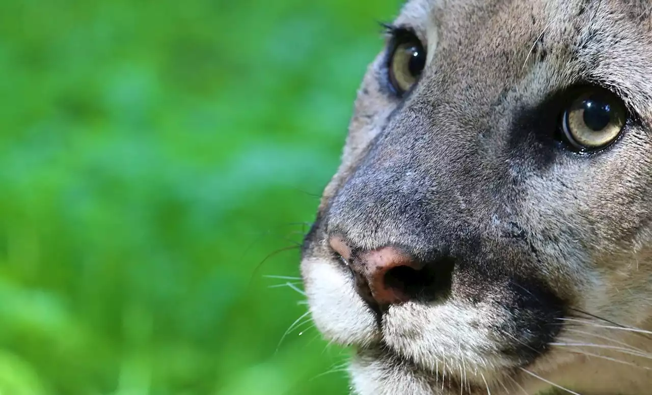 Collision Along PCH Leaves Mountain Lion Dead in Malibu