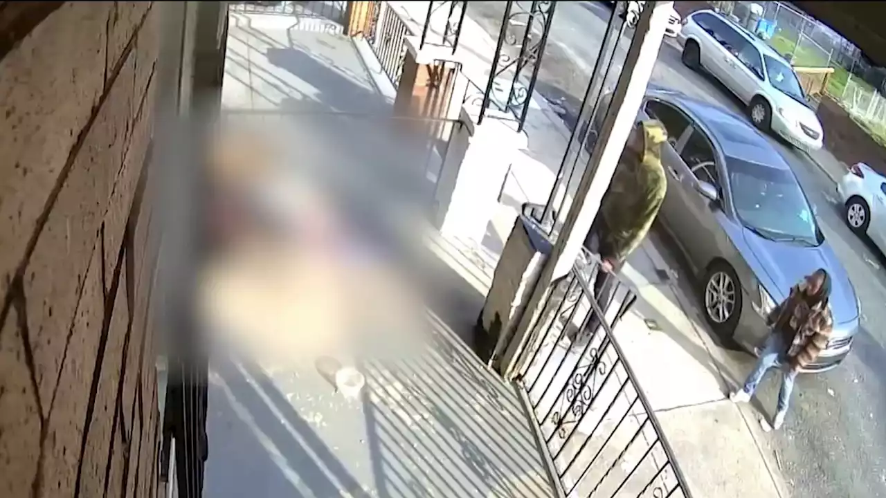 2 People Intentionally Let Dogs Loose to Attack Cat on Porch