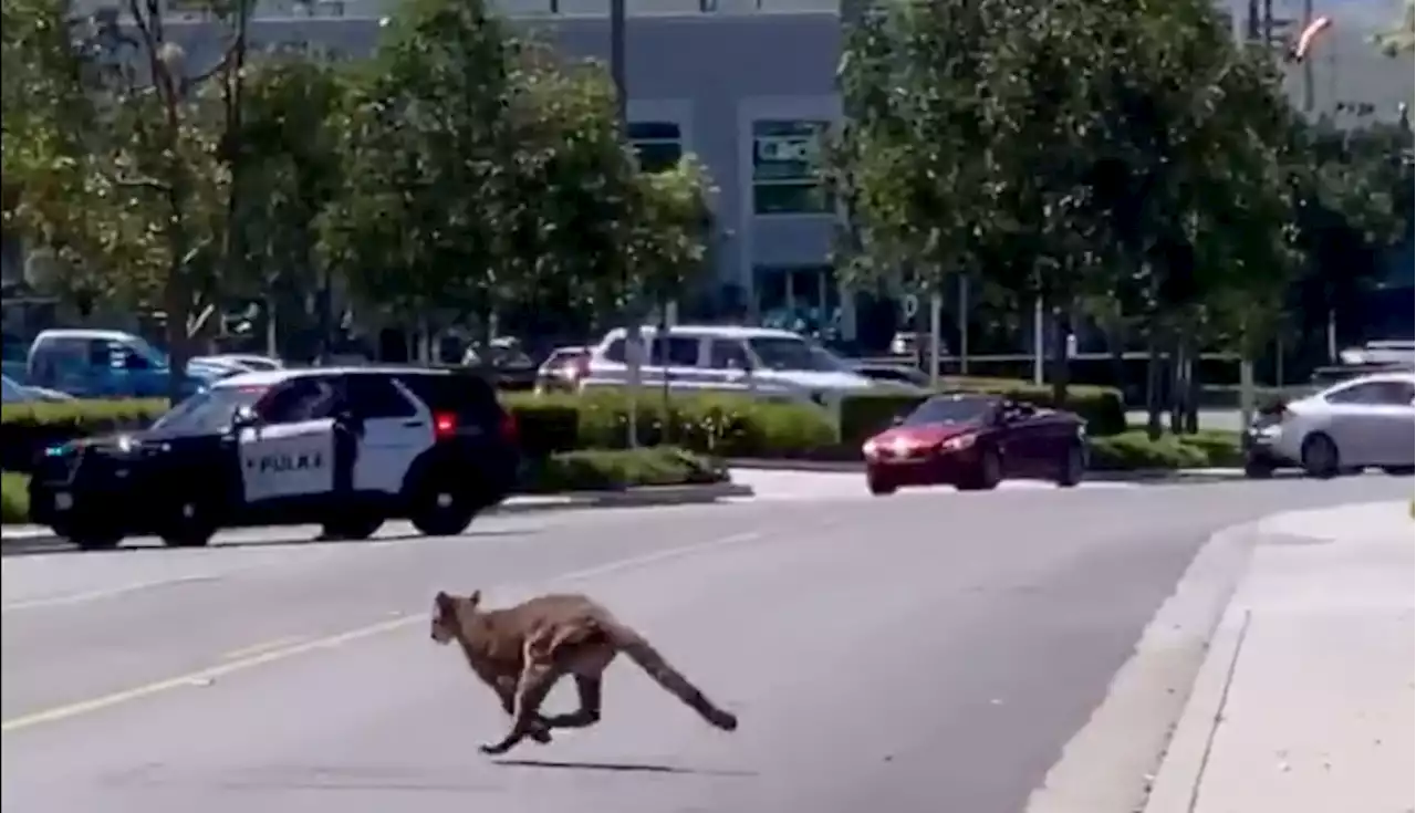 Mountain Lion Chased Through Calif. Office Complex, Tranquilized Inside Building