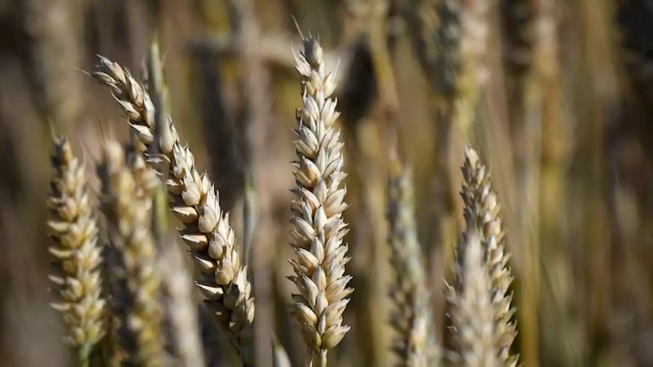 Graanteelt wordt aantrekkelijker, 'maar boeren gaan het niet massaal meer verbouwen'