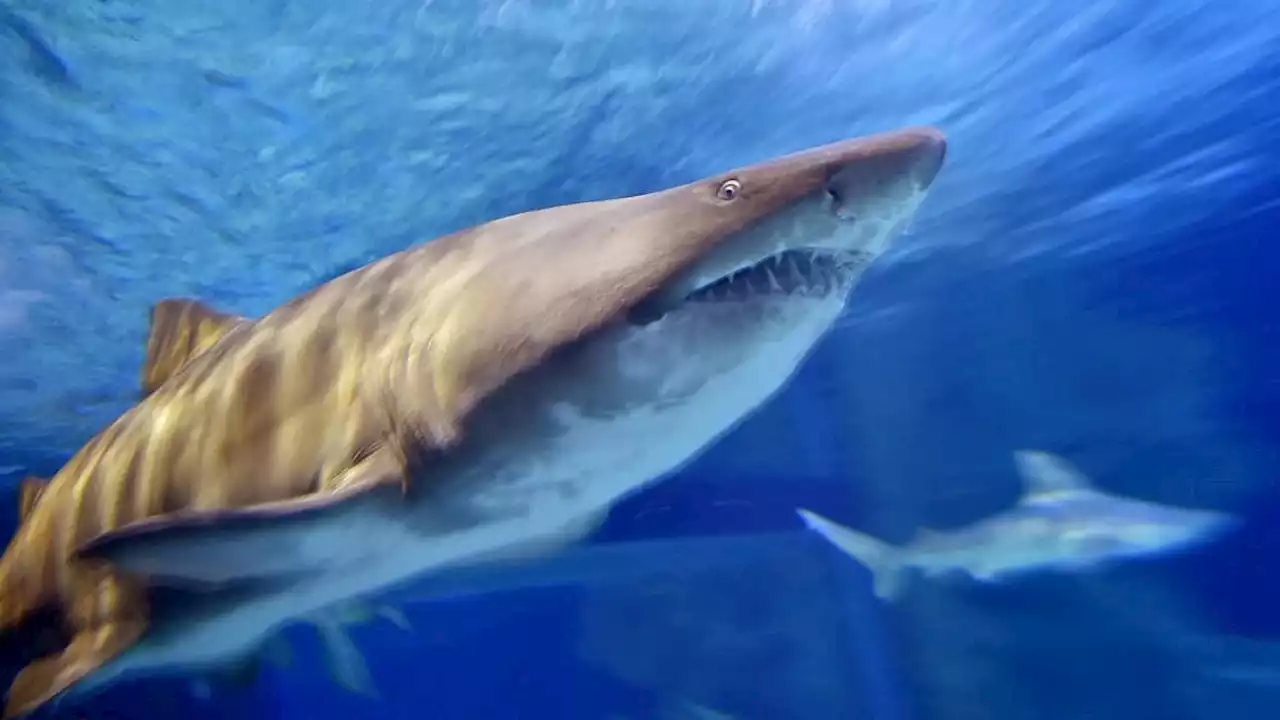 Preocupación en San Andrés por tuburones tigre y el Triatlón de este fin de semana