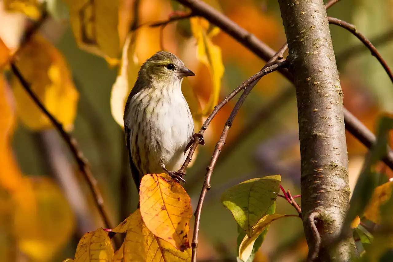 Extreme heat harms forest-dwelling bird chicks more than city ones