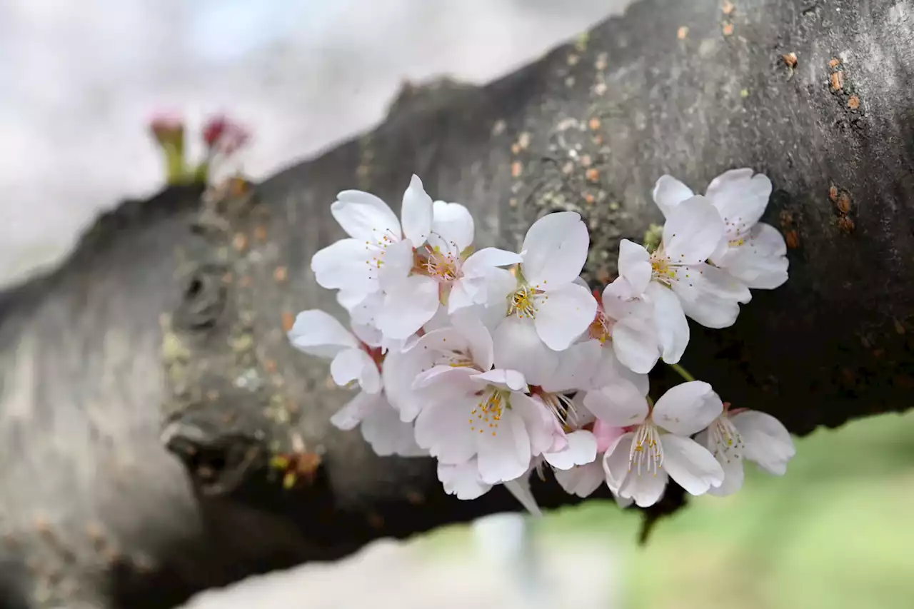 Fleeting beauty: Cherry Blossom Festival’s joyous return amid a pandemic’s shadow