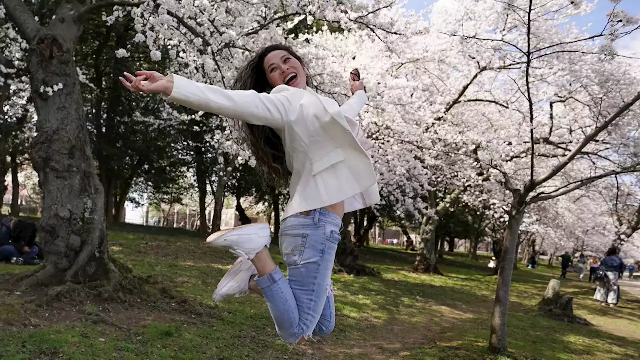 Cherry blossoms in Washington D.C. reach peak bloom | Pictures | Reuters