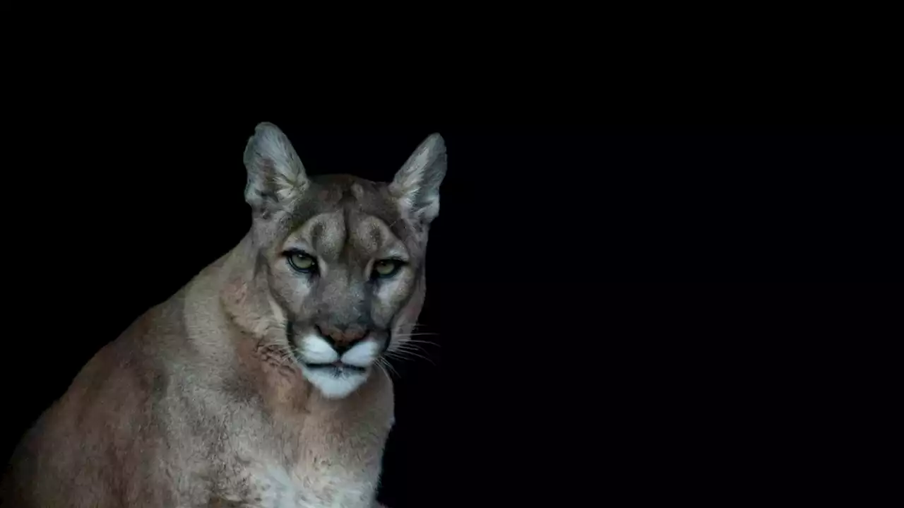 Nachts, wenn der Puma am Swimmingpool chillt