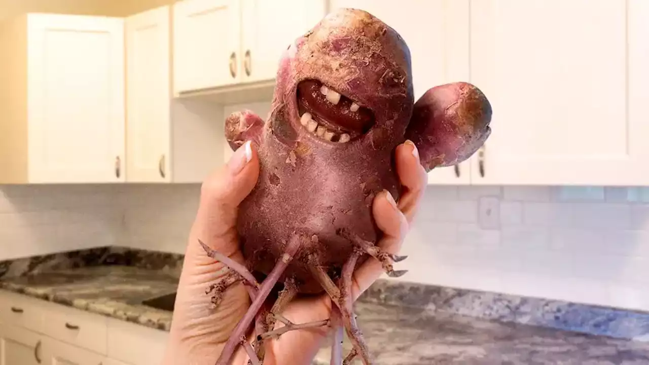 ‘I Can Still Cook This, Right,’ Asks Woman Holding Up Writhing, Screaming Potato With 8-Foot-Long Roots