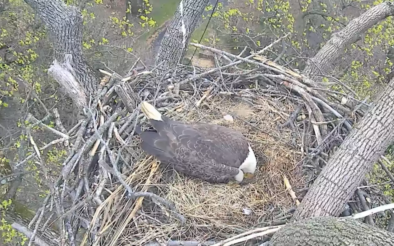 DC Could Have Two New Baby Bald Eagles by the End of the Weekend | Washingtonian (DC)