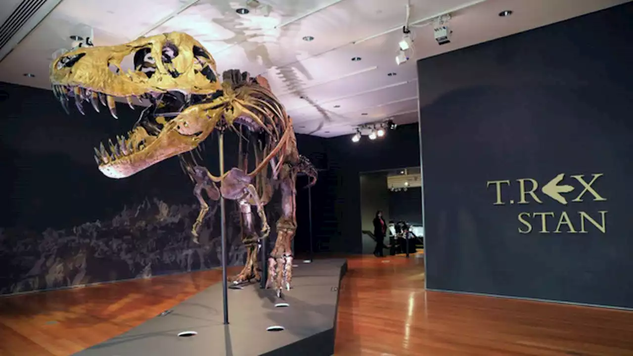 An enormous T. rex skeleton vanished after a mysterious auction. It just turned up