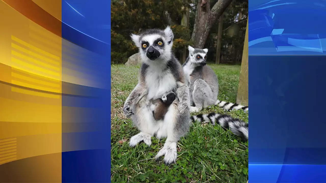 Cape May County Zoo welcomes baby ring-tailed lemur