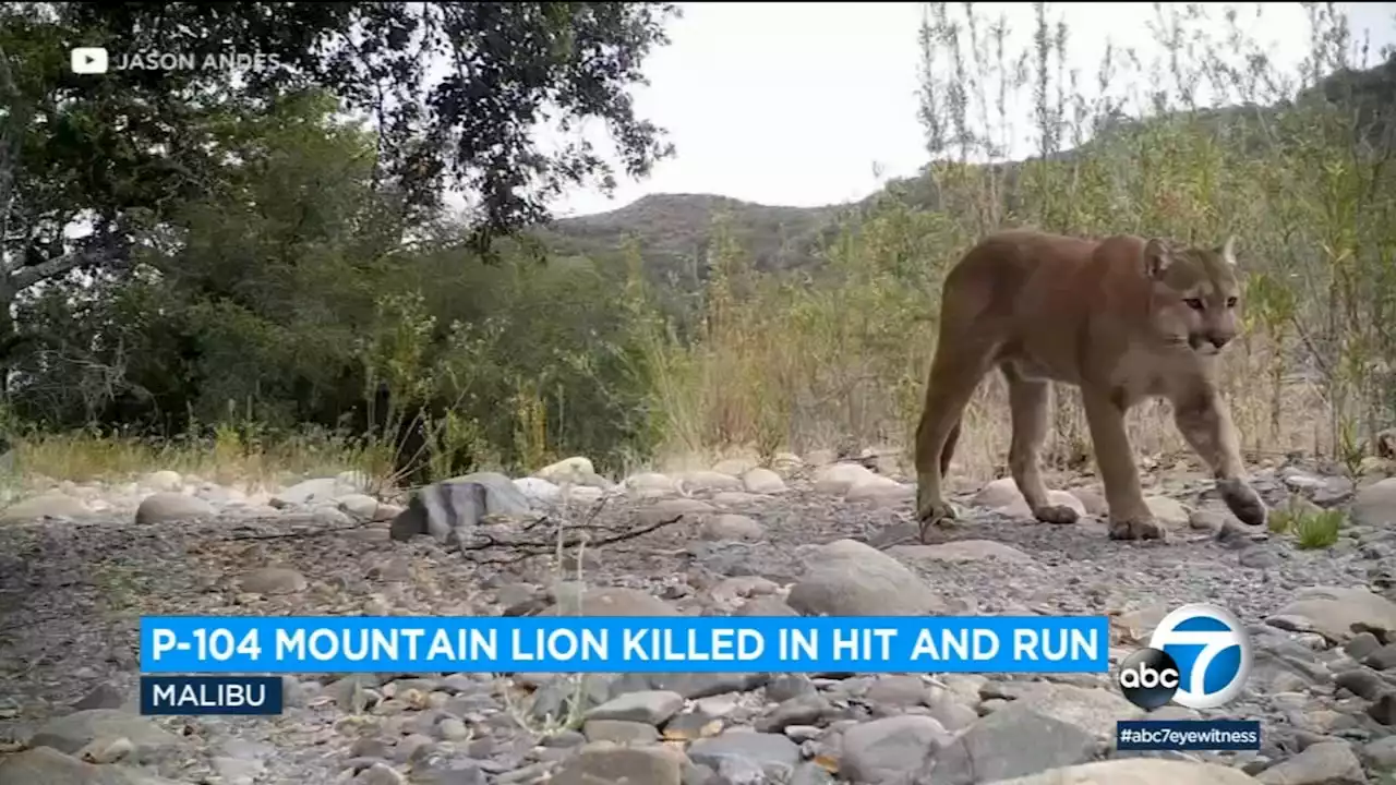 Mountain lion P-104 is killed in hit-and-run on PCH in Malibu