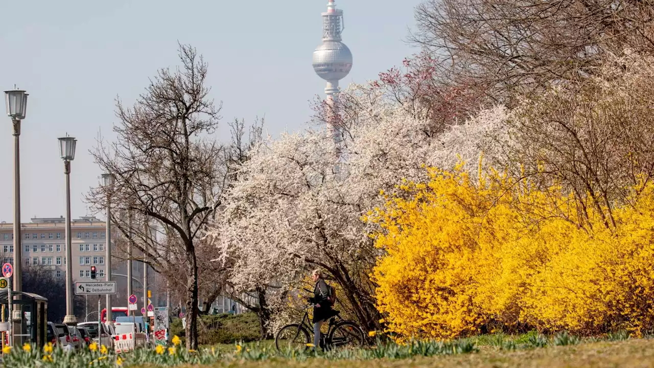 Schluss mit Trübsinn – Berlin blüht endlich auf