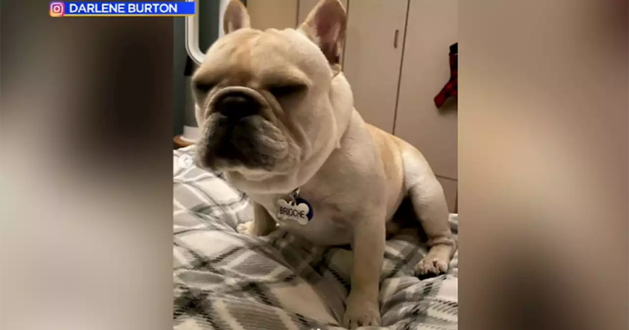 French bulldog puppy stolen from Westminster yard returned