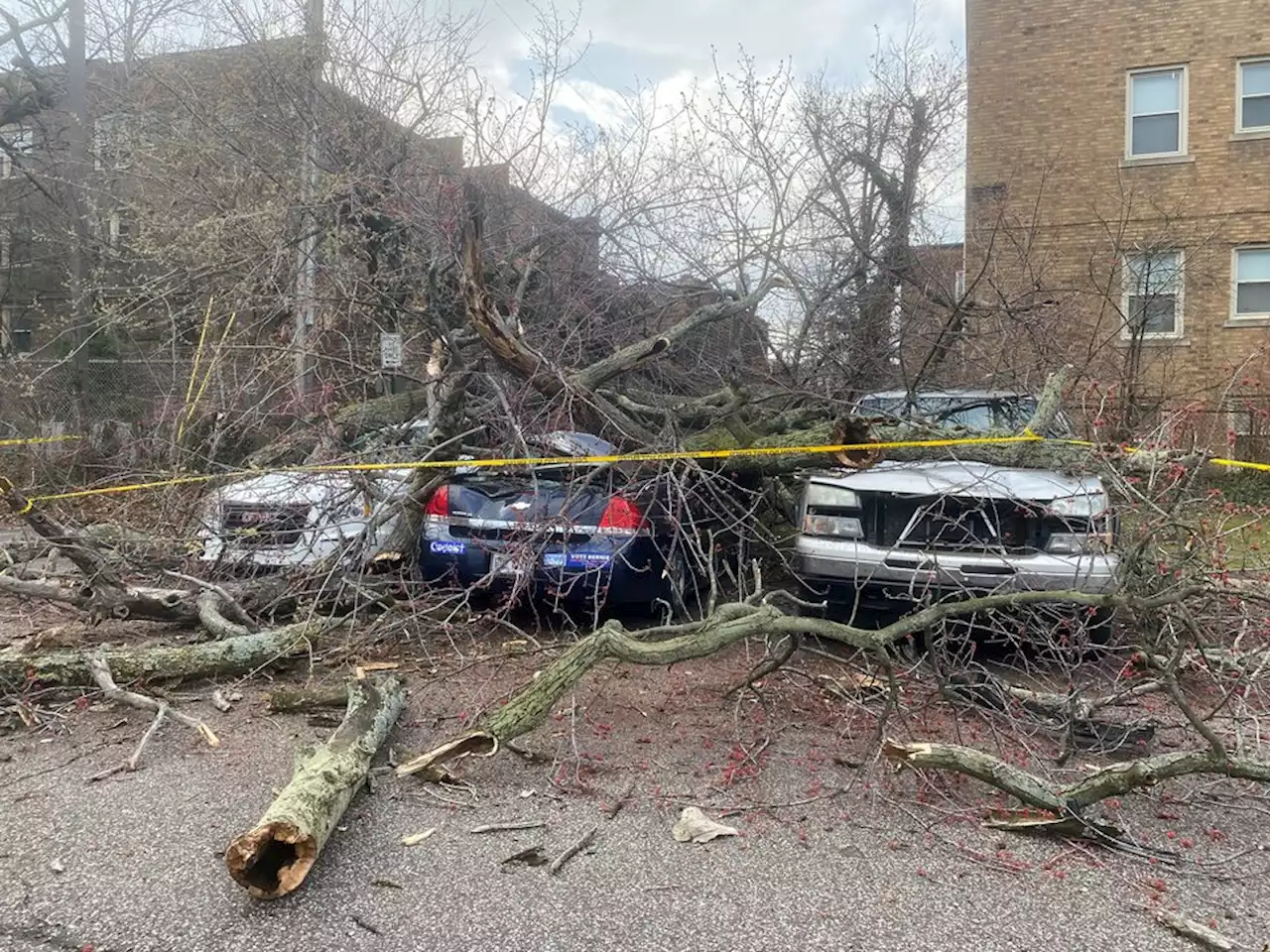 Cleveland Heights residents clean up after high winds topples tree, damage cars