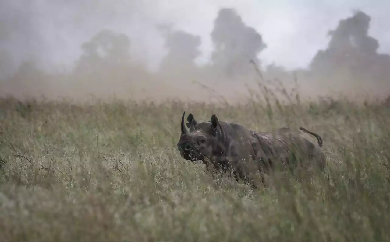 Conservation: World Bank sells first ‘rhino’ bond to help South Africa’s conservation efforts