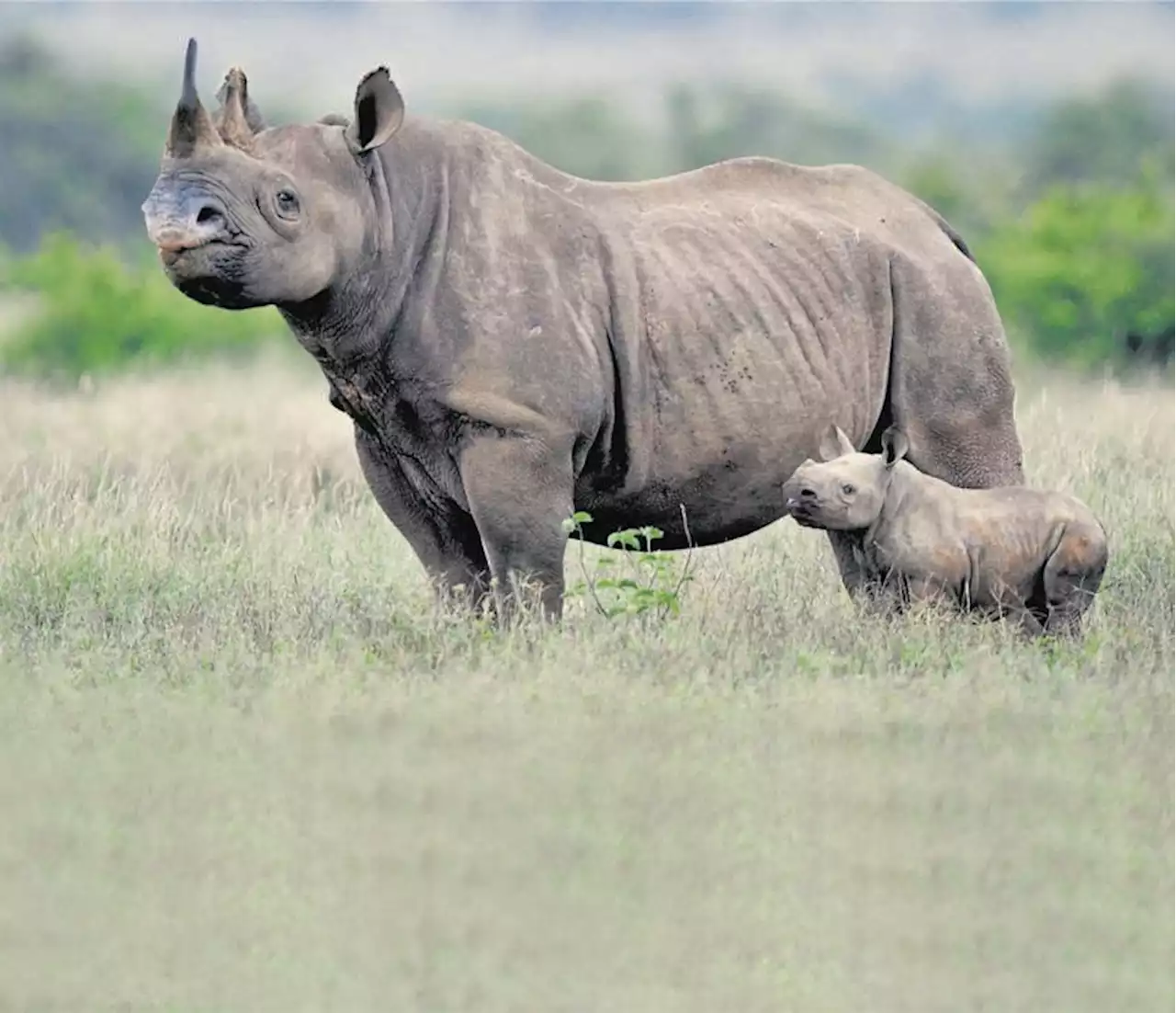 World Bank launches bonds to save black rhinos in South Africa | Fin24