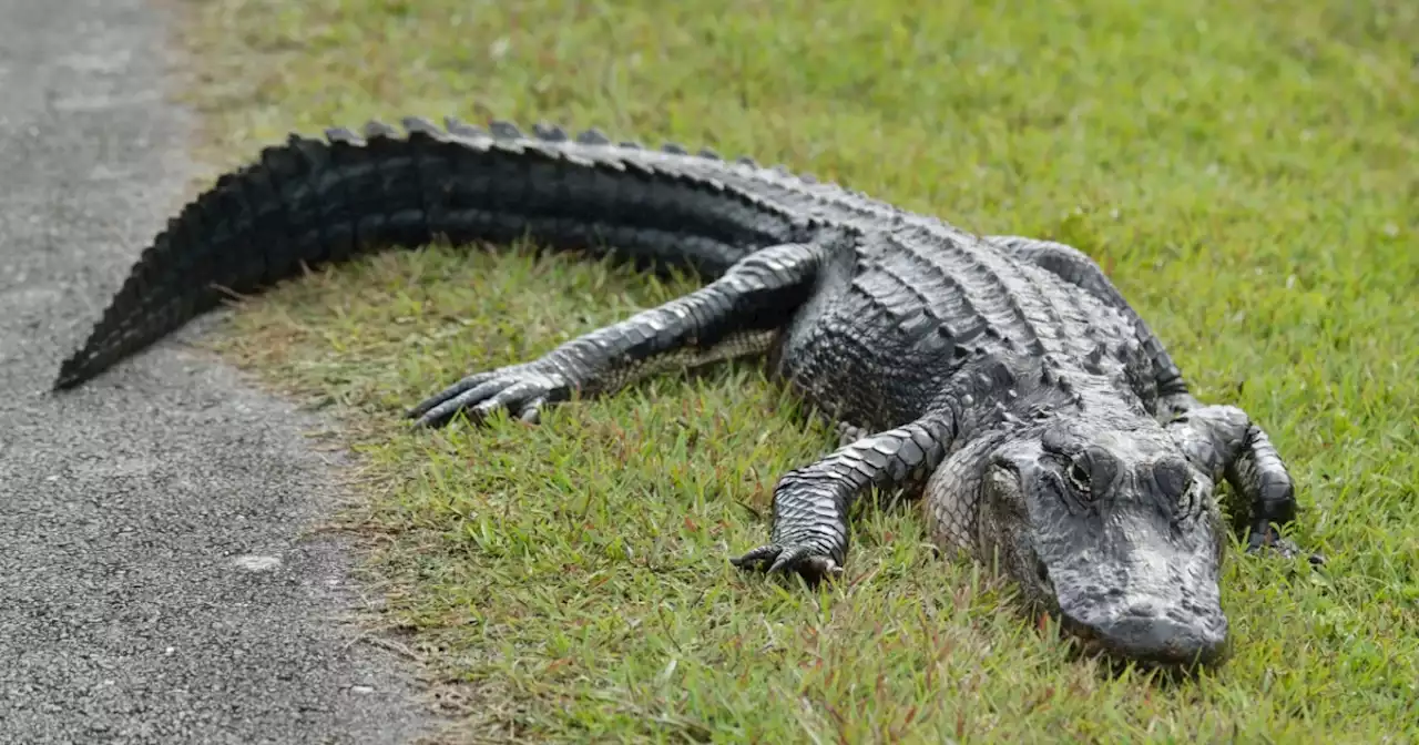 Driver dies after vehicle hits 11-foot alligator