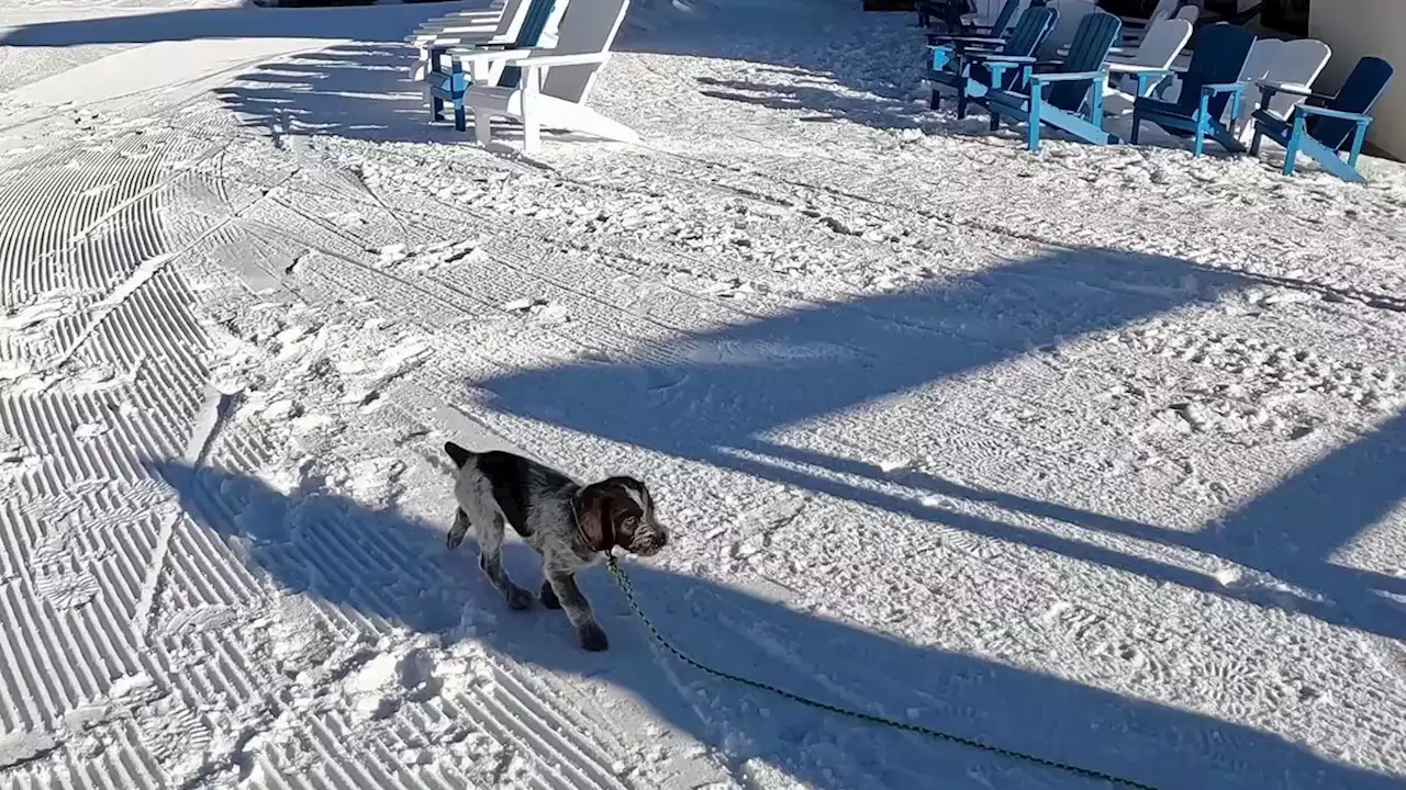 New ski patrol puppy welcomed at Solitude Mountain Resort