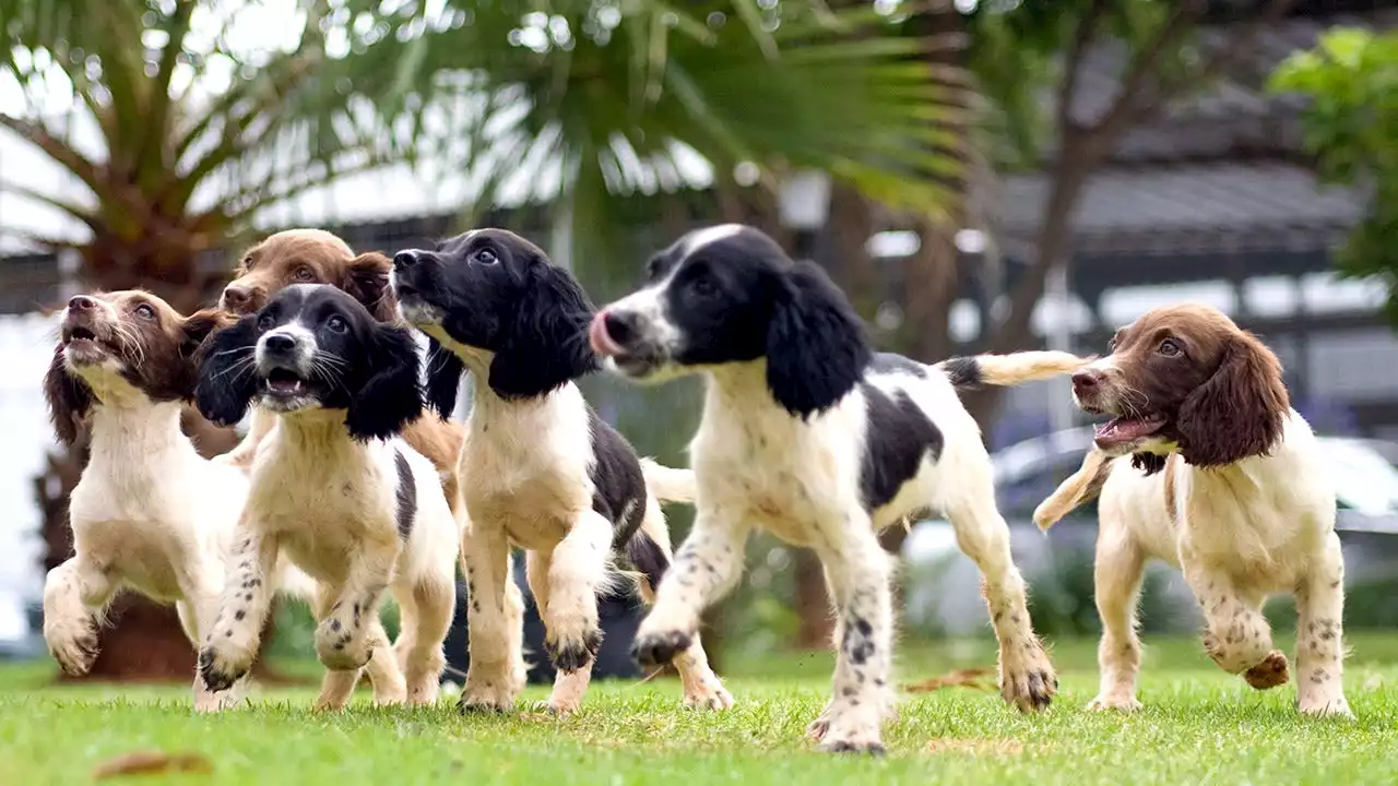 National Puppy Day: Top dog names, adopted breeds by state