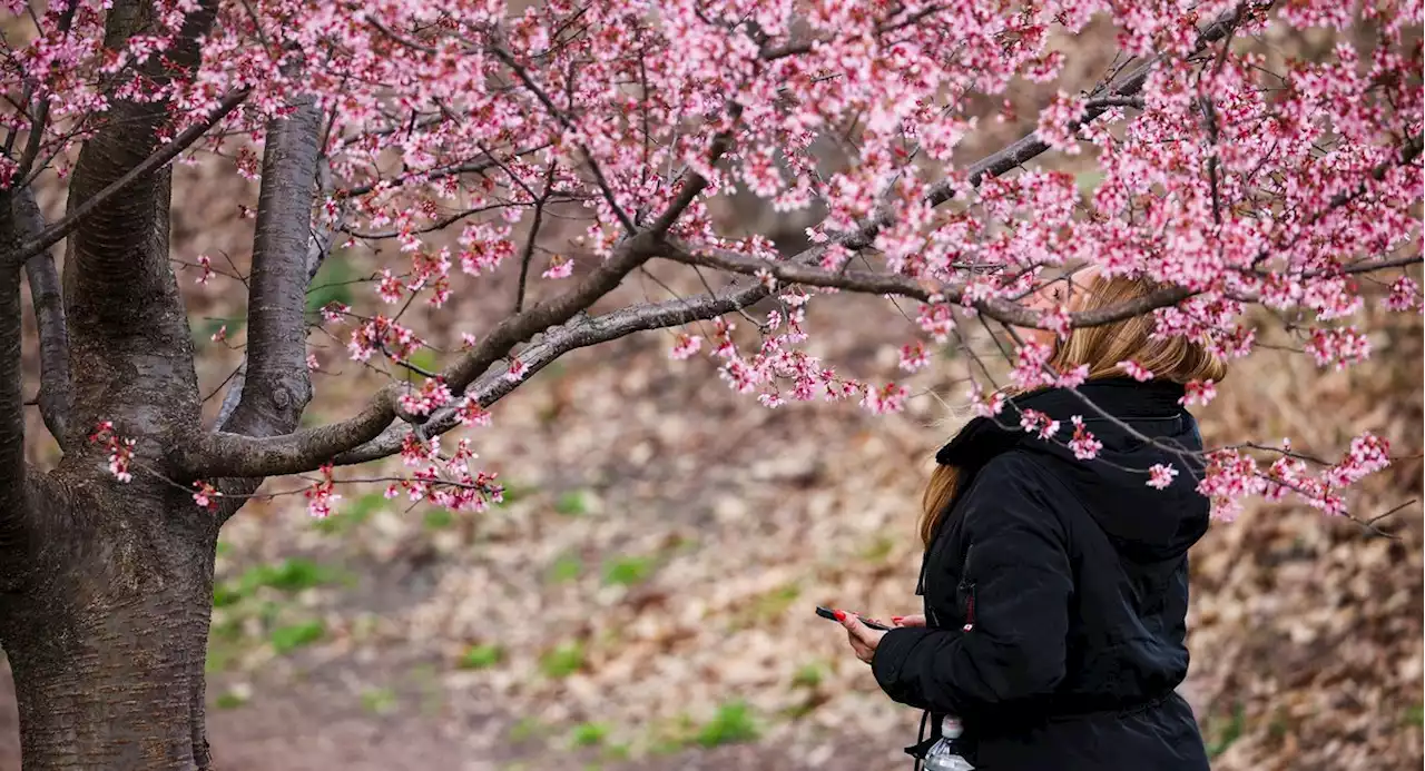 Climate change will make spring hell for Northeast allergy sufferers, study says