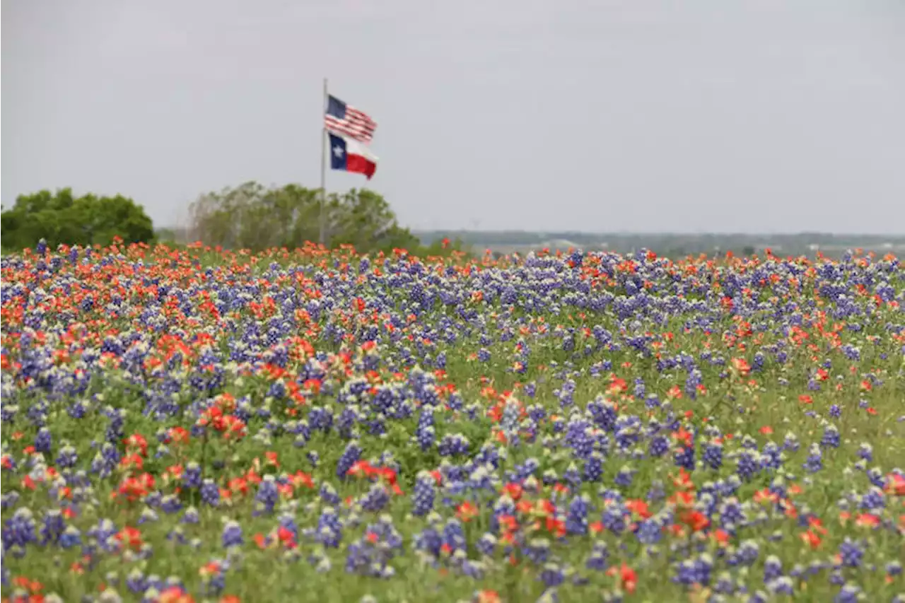 Texas flower fields you can visit in the spring and summer