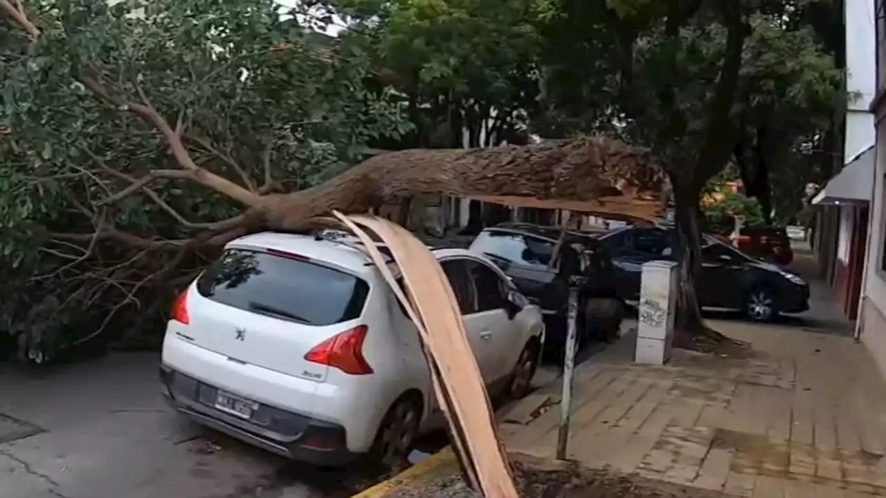 Así quedó un auto al que se le cayó un árbol encima