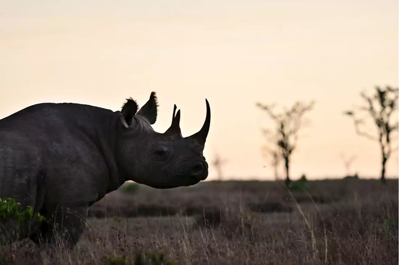 World Bank sells first ‘rhino’ bond to help SA’s conservation efforts