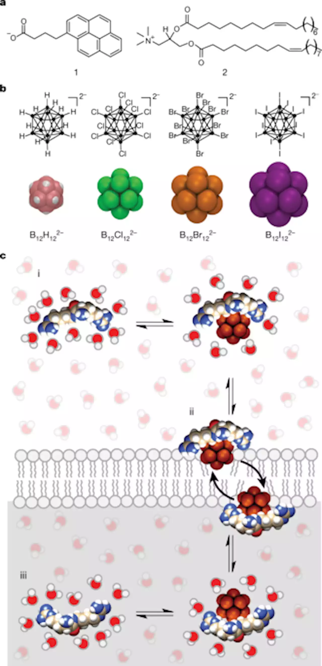 Boron clusters as broadband membrane carriers - Nature