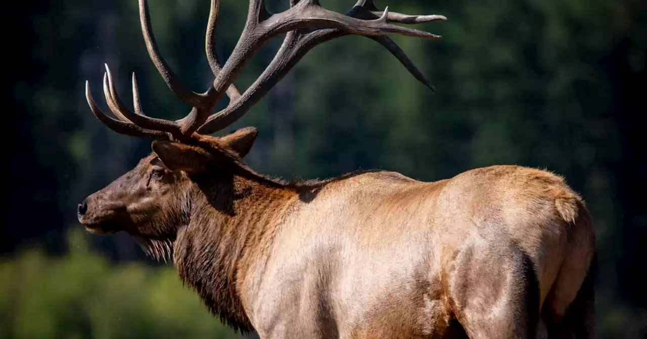 Famous bull elk in Rocky Mountain National Park dies