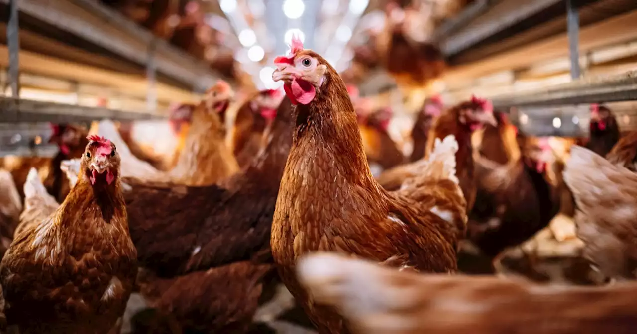 Bird flu cases surge in the U.S. What we know so far.