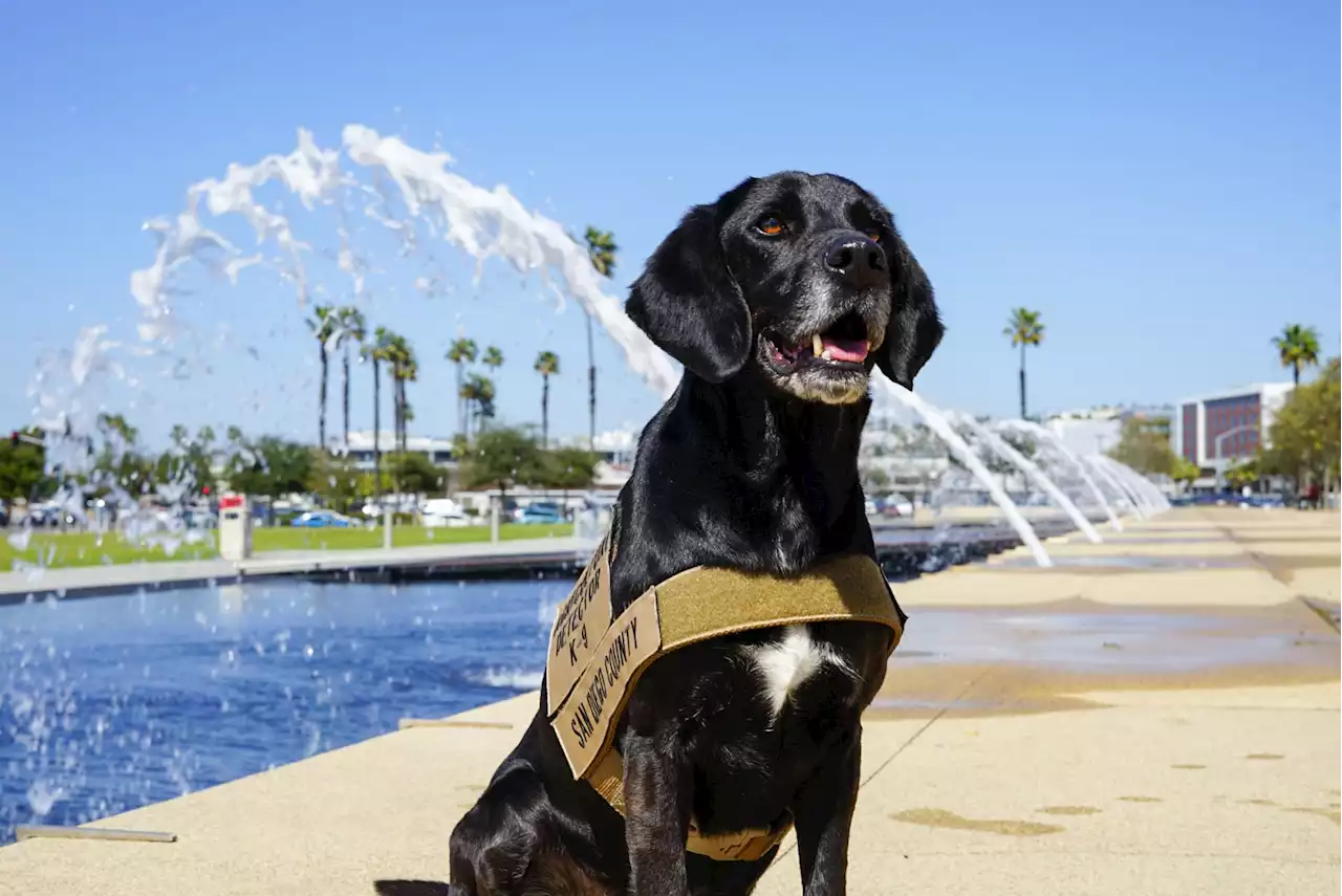 Good Boy! County Detector Dog ‘Podder' Given Service Award Ahead of Retirement