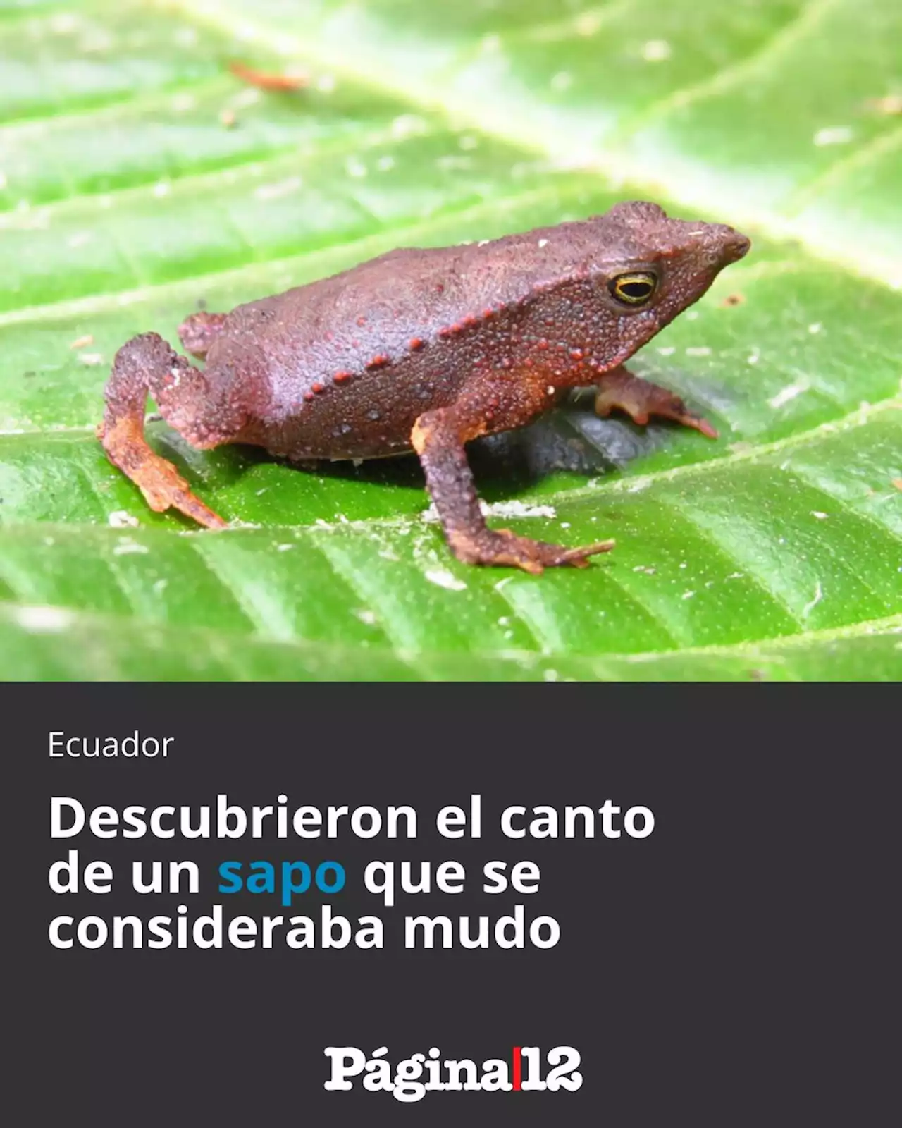 Descubren en Ecuador el canto de un sapo que se consideraba mudo