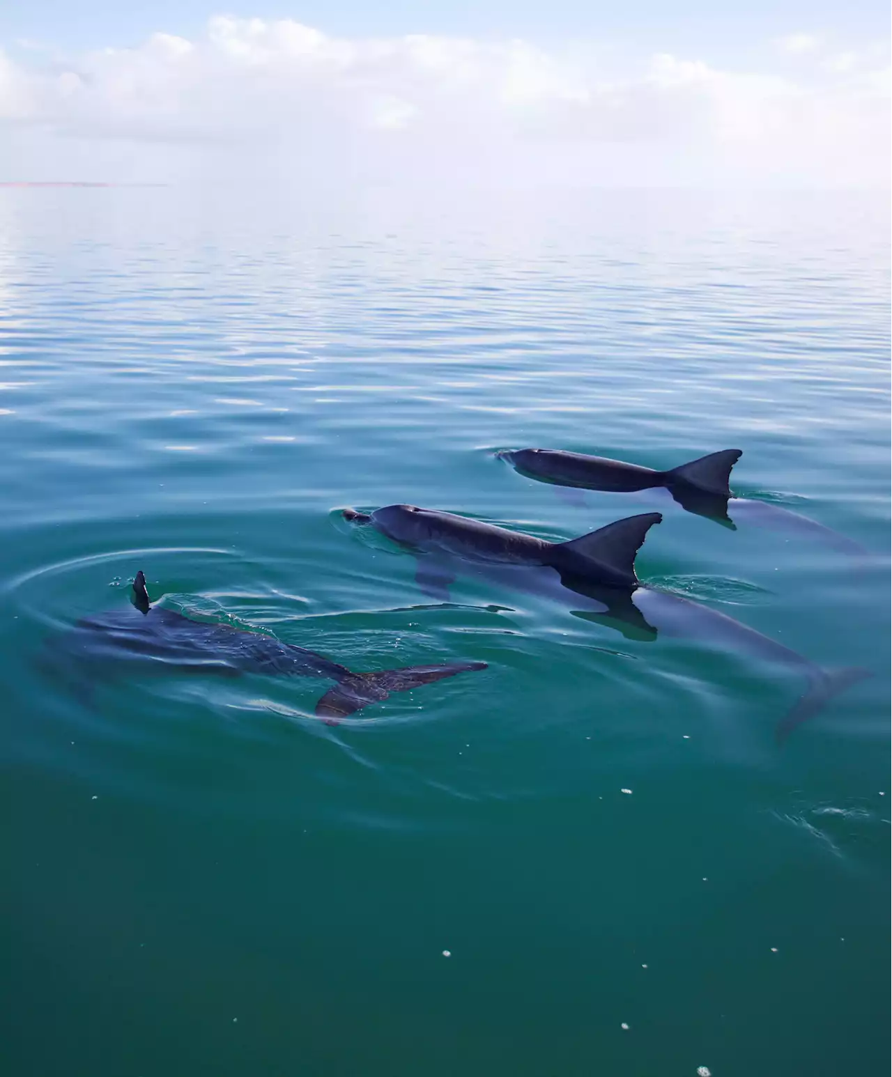 Popular male dolphins produce more offspring