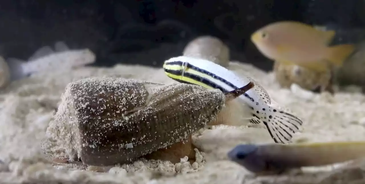 This cone snail's deadly venom could hold the key to better pain meds