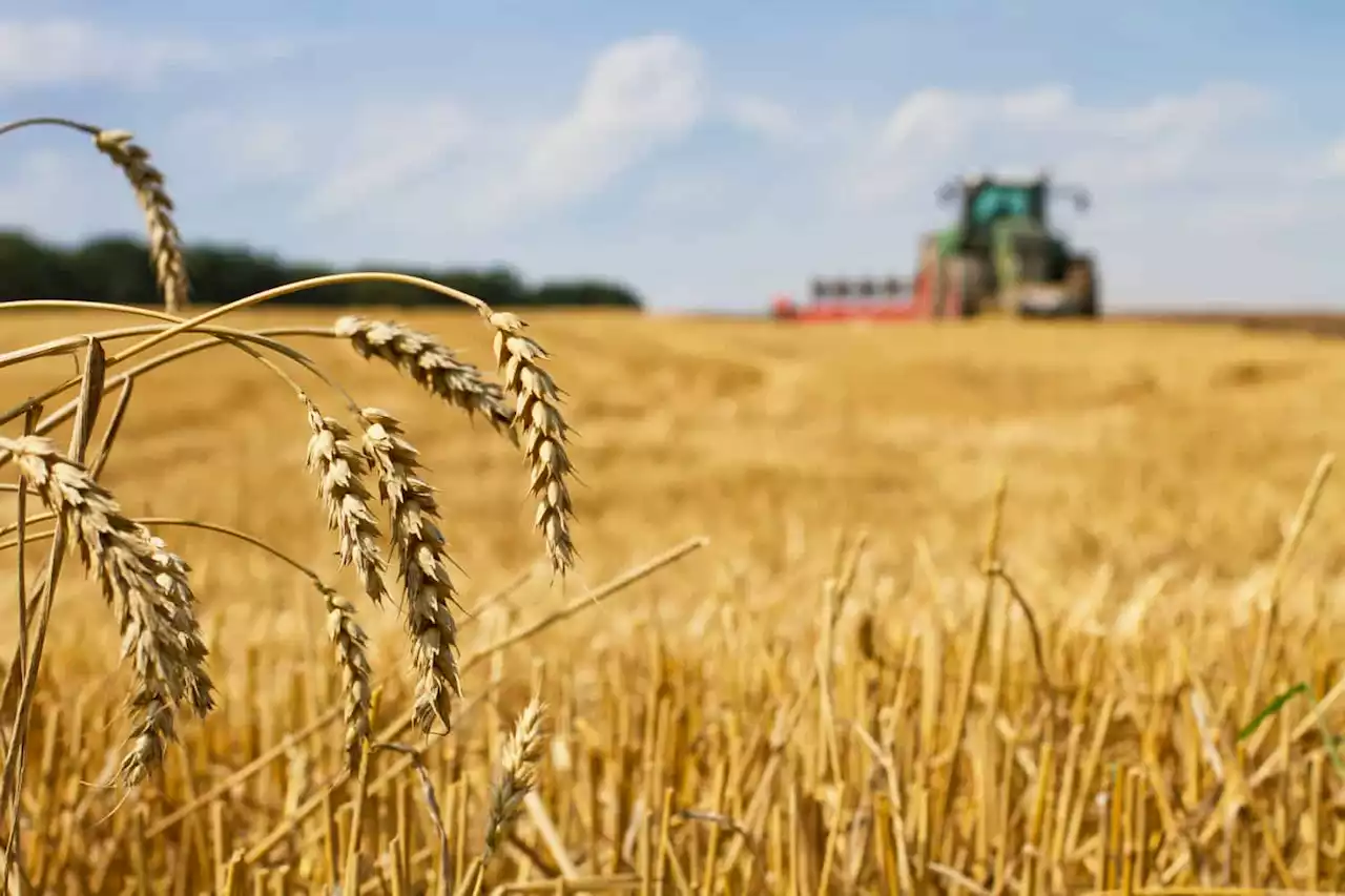 Russia -Ukraine war likely to hamper wheat harvest