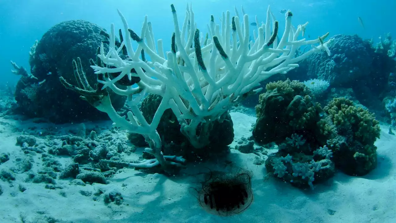 Relieved Ecologists Announce Rising Sea Levels Were Due To Clump Of Hair Clogging Drain At Bottom of Ocean