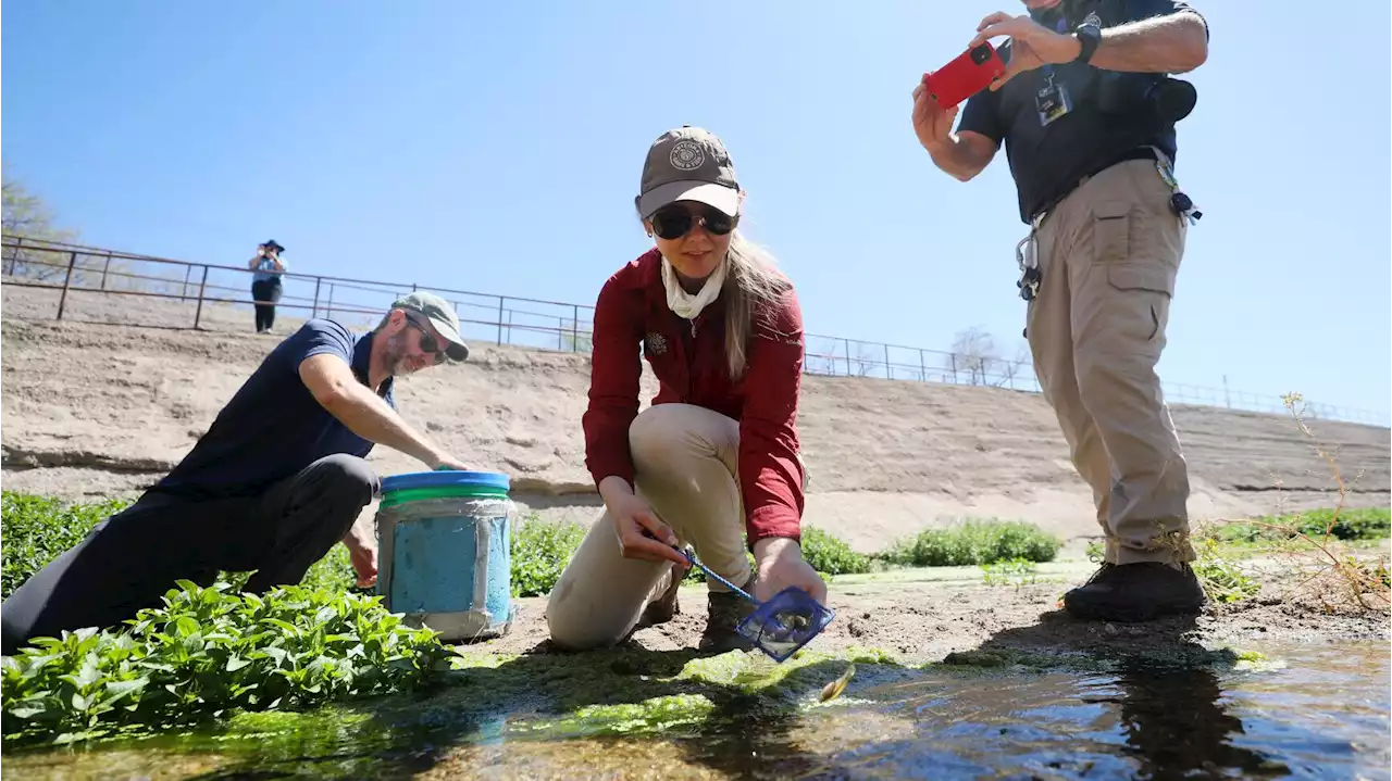 Native fish comes home to Tucson as part of river restoration