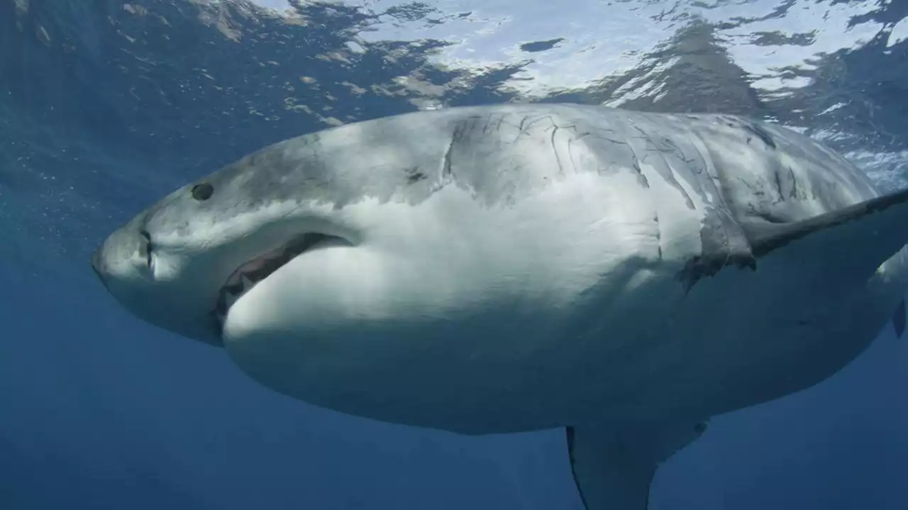 A friendship over food: Great white sharks study dives into why the predators make friends