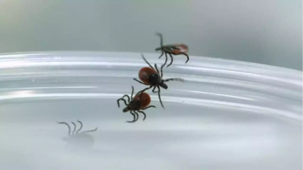 Heard of the Heartland virus? Researchers say relatively new virus found in ticks may be in Florida