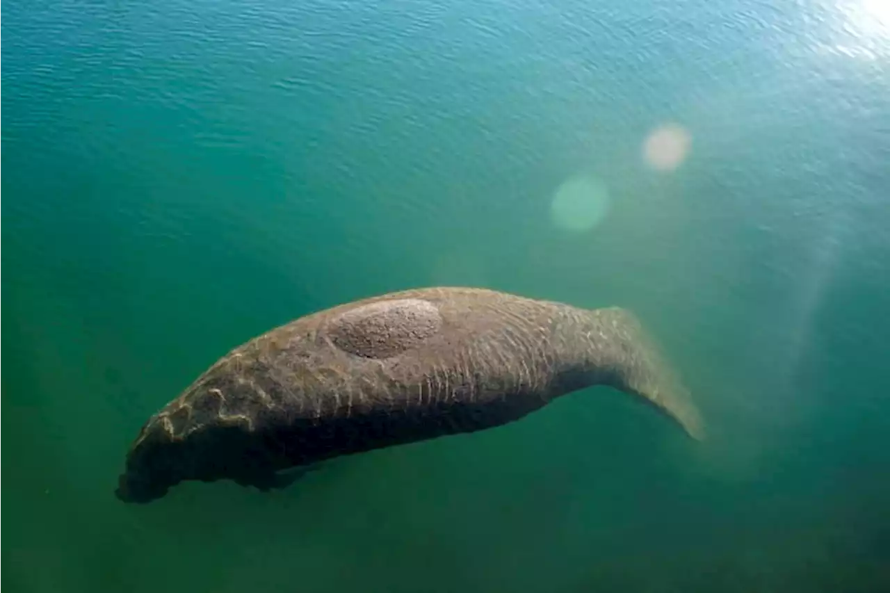 Officials: Florida manatees eat 'every scrap' in food trial