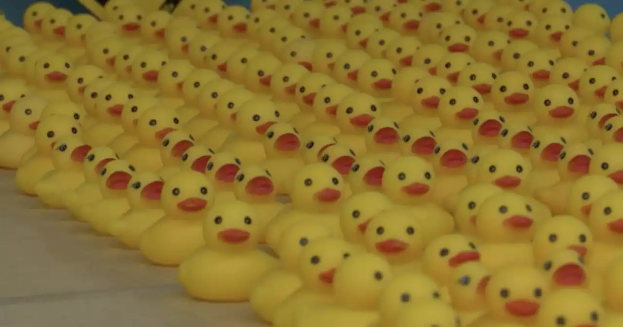 Rubber ducks mysteriously appear daily at Iowa elementary school