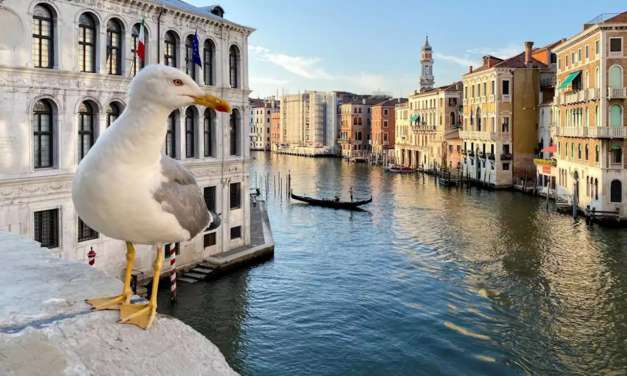 Venice hotel guests issued with water pistols to shoot gulls